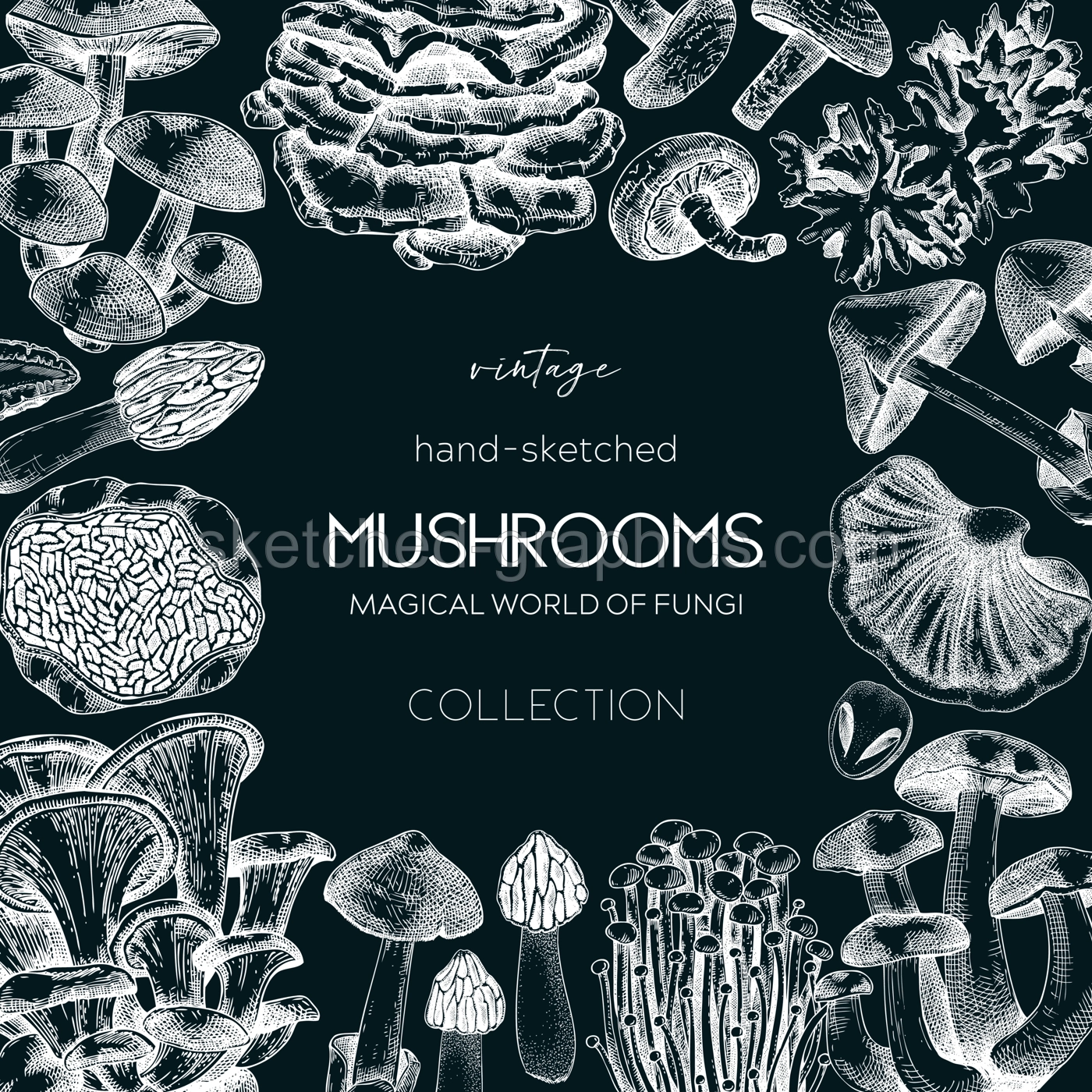 Forest mushrooms frame on chalkboard. Edible mushrooms background. Fungi, healthy food, vegan product sketches. Autumn hand-drawn vector illustration. Engraved design template, card, print, packaging Illustration